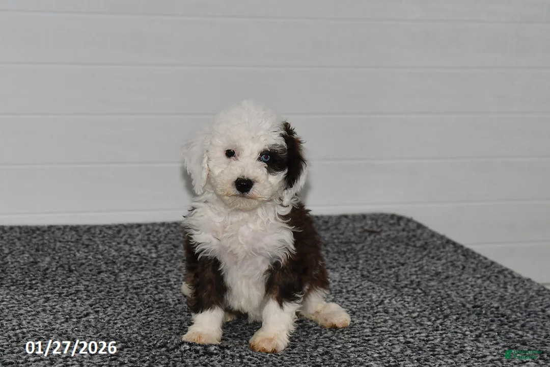 Mini Sheepadoodle dogs for sale: Olivia - Ad 4
