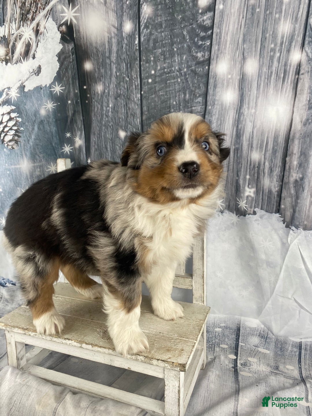 Australian Shepherd dogs for sale: Sterling - Ad 11