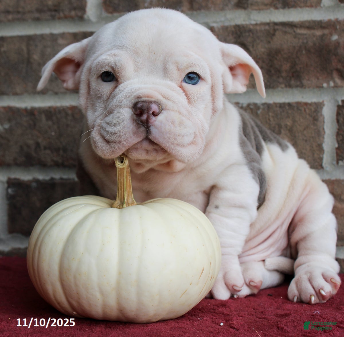 American Bully dogs Dobby - Ad 5