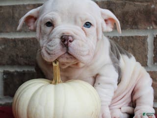 American Bully dogs Dobby - Ad 23