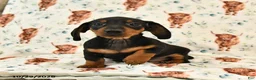 Miniature Dachshund dogs for sale: Toby - Ad 4