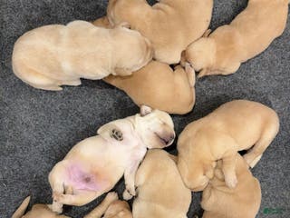 Labrador Retriever dogs for sale: Broccoli- dark green collar - Ad 2