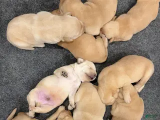 Labrador Retriever dogs Broccoli- dark green collar - Ad 2