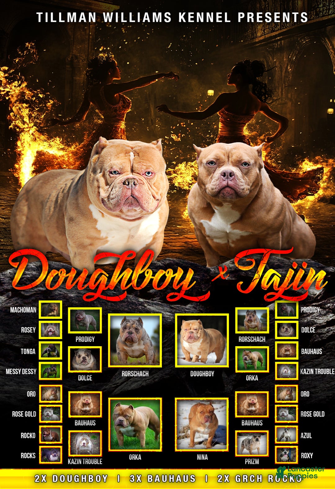 American Bully dogs for sale: Lilac/White Male - Ad 5