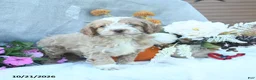 Cockapoo dogs for sale: Ginger  - Ad 5