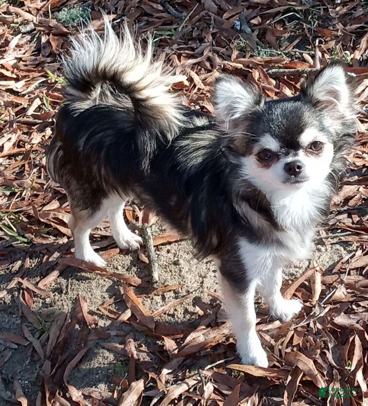Chihuahua dogs Chihuahua 2 - Ad 2