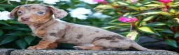 Miniature Dachshund dogs for sale:  Zion💙 - Ad 15