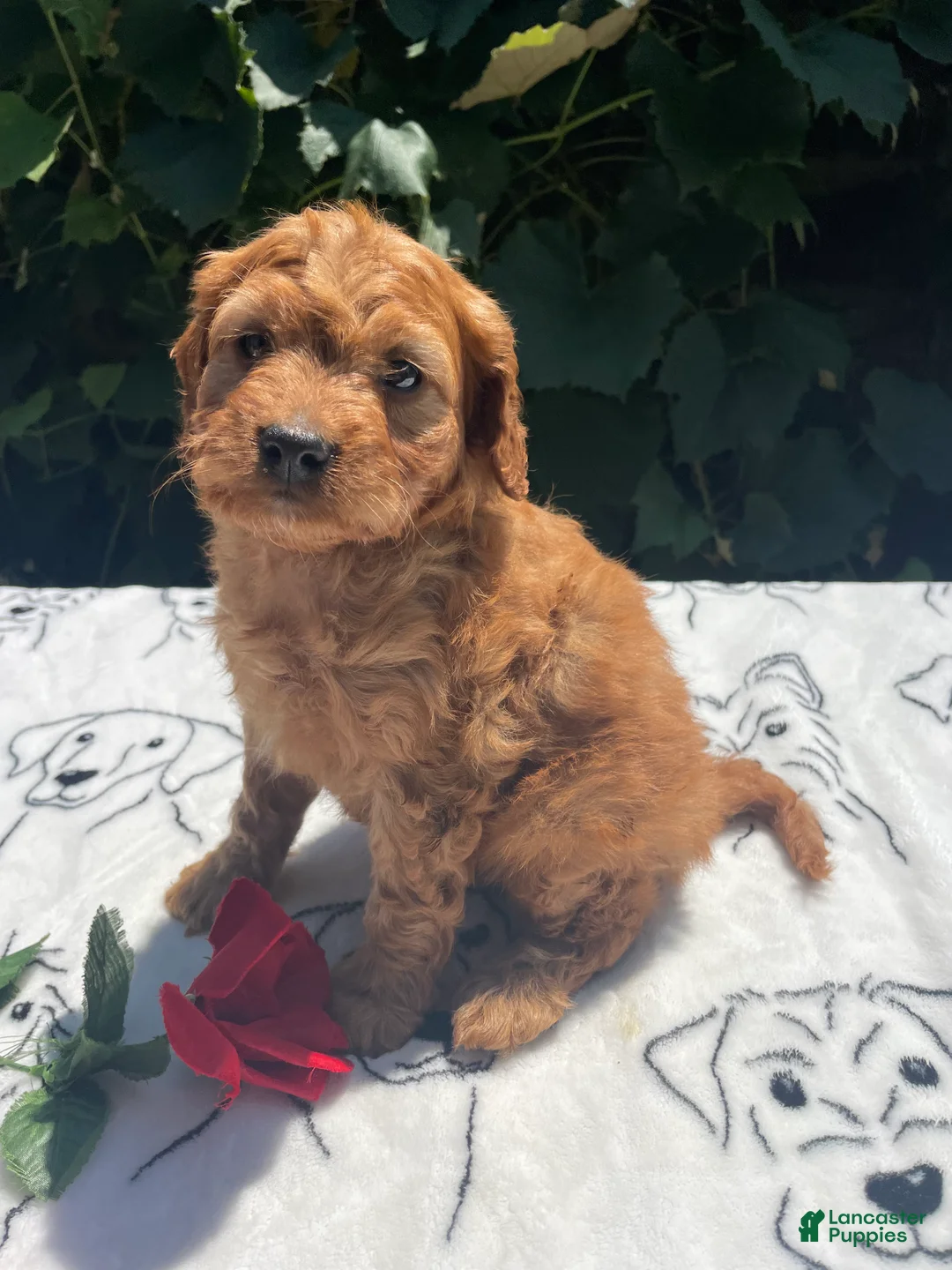 Cavapoo dogs for sale: Ernie - Ad 4
