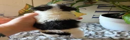 Wire Fox Terrier dogs for sale: Gazelle - Ad 6