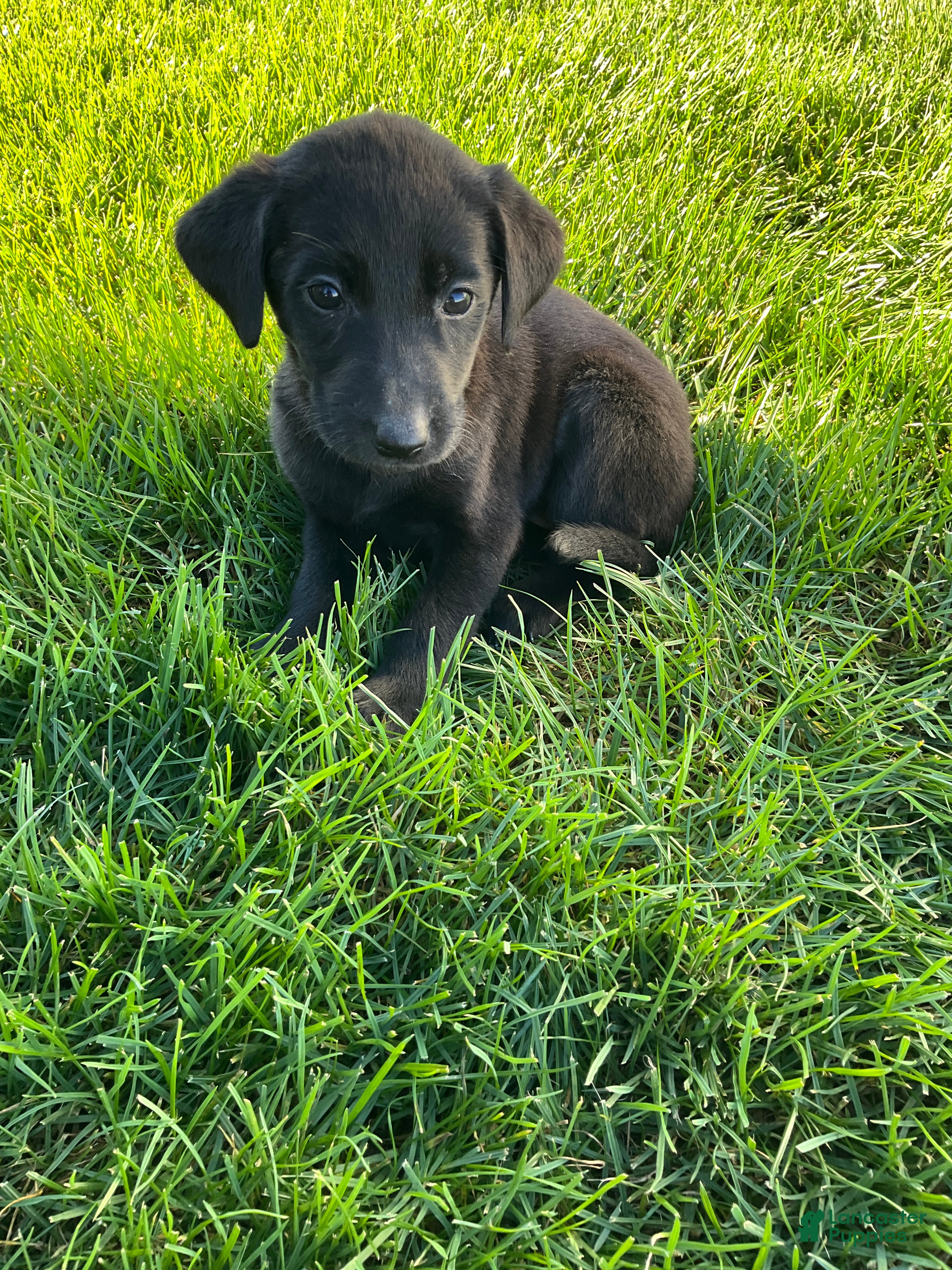 Labrador Retriever dogs Misty - Ad 1