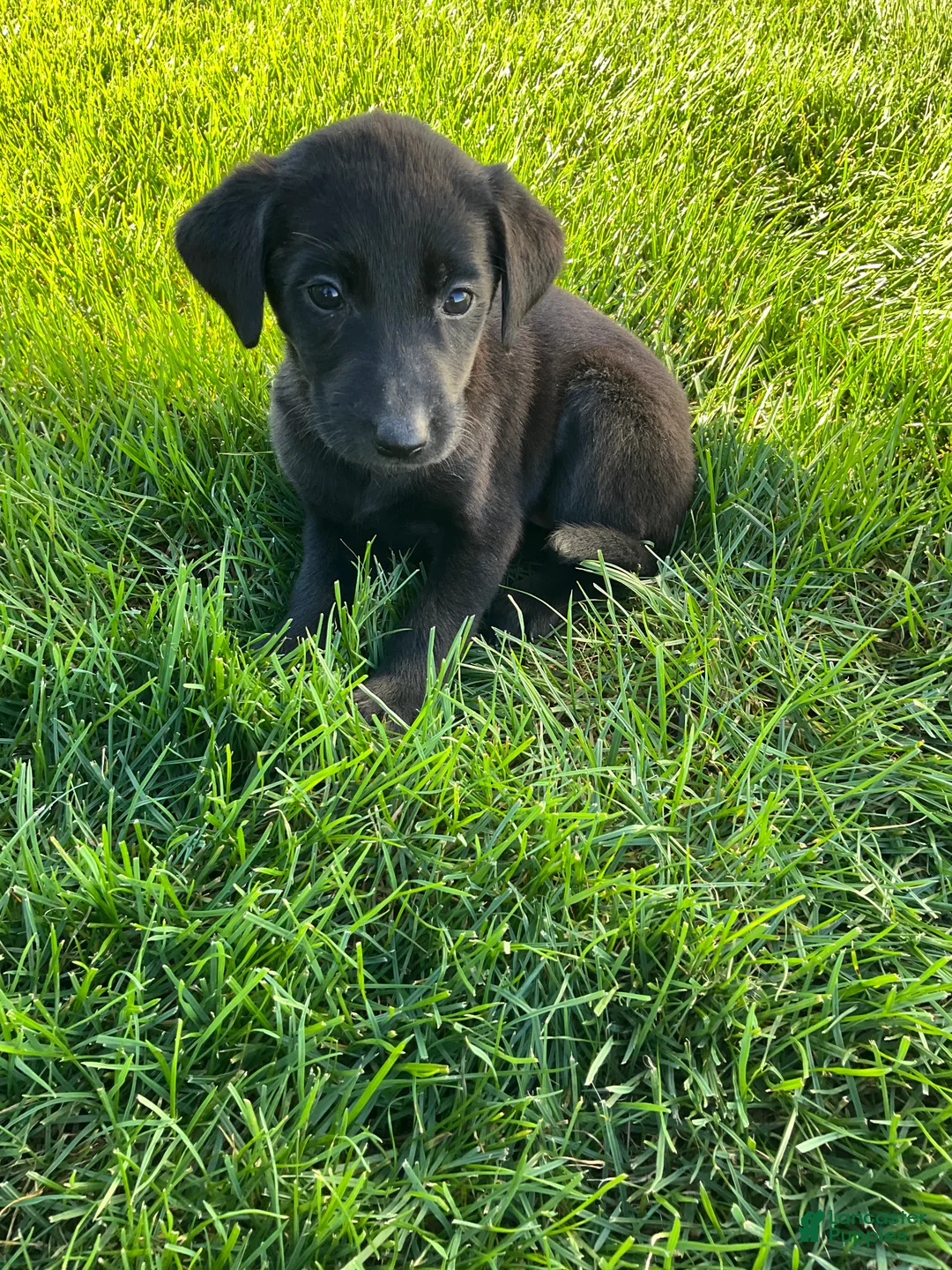 Labrador Retriever dogs for sale: Misty - Ad 1