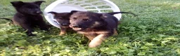 German Shepherd dogs for sale: Cedar - Ad 11