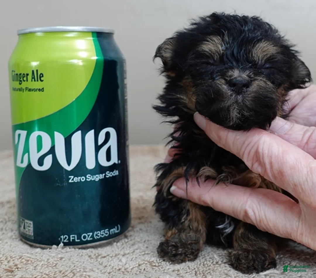 Maltipoo dogs for sale: Aurora - Ad 7