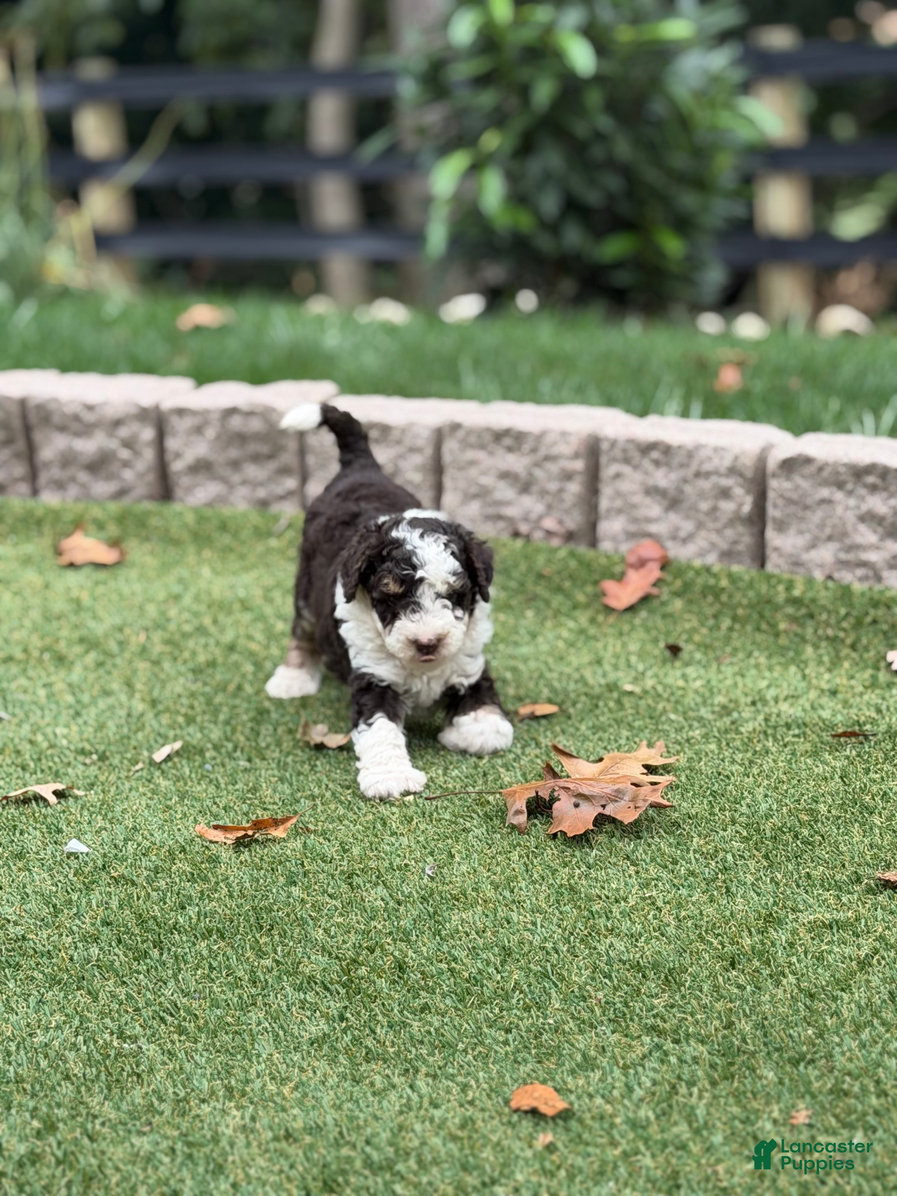 Aussiedoodle dogs Remy - Ad 1