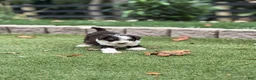 Aussiedoodle dogs for sale: Remy - Ad 1