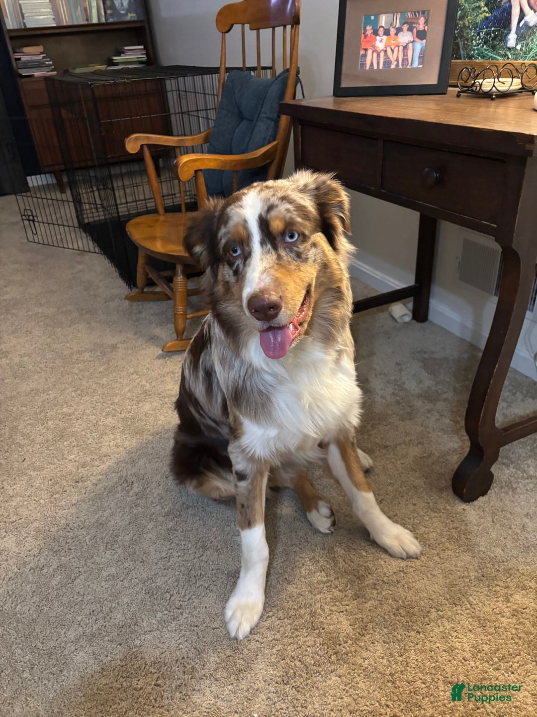 Australian Shepherd dogs for stud: Fritz Donegal - Ad 3
