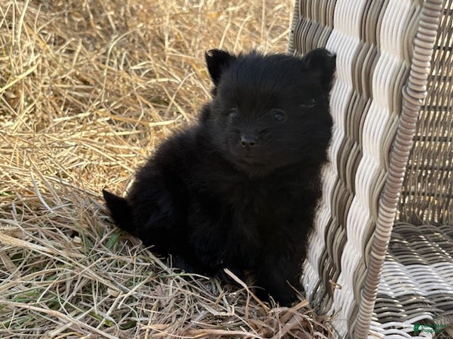 Pomeranian dogs Tina - Ad 2