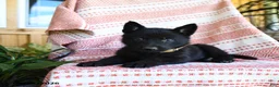 German Shepherd dogs for sale: Luther - Ad 2