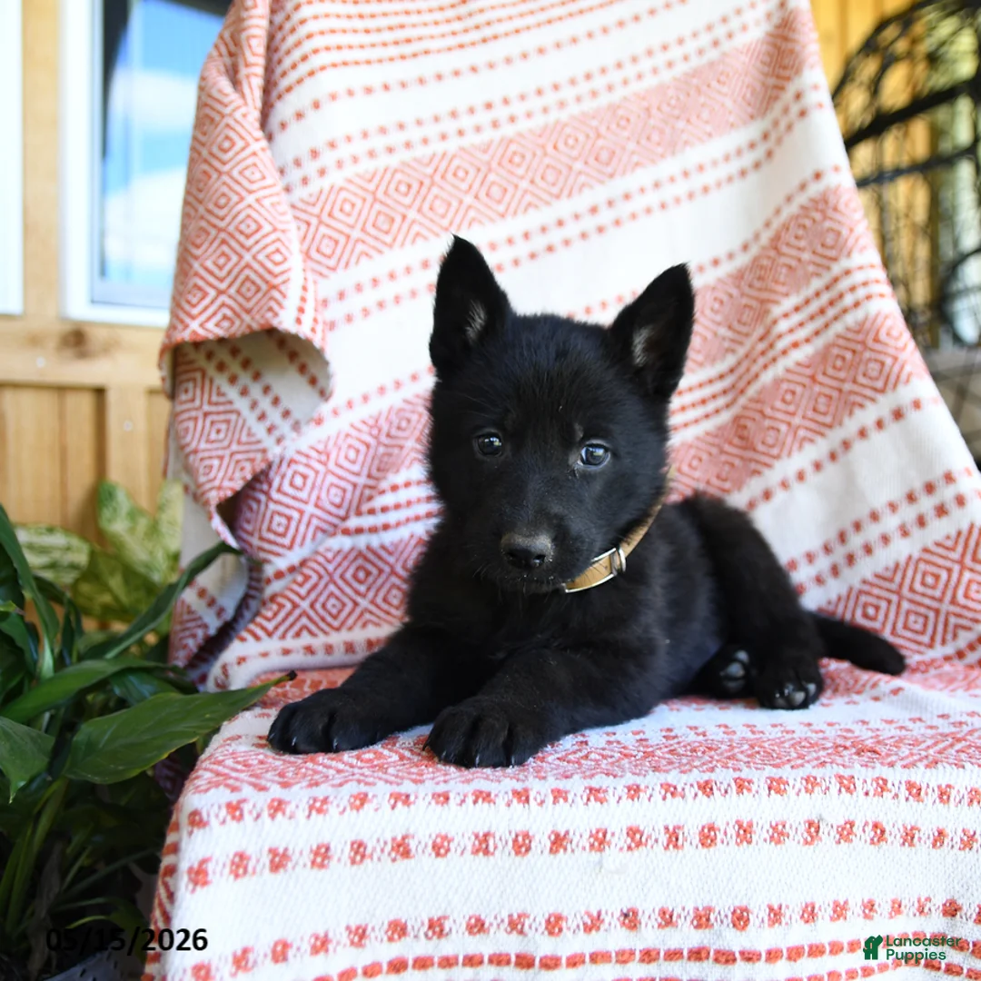 German Shepherd dogs for sale: Luther - Ad 2