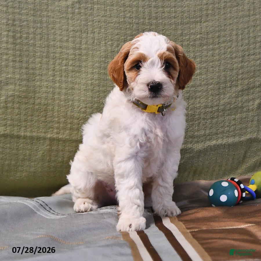 Goldendoodle dogs Lass   - Ad 2