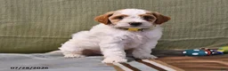 Goldendoodle dogs for sale: Lass   - Ad 12