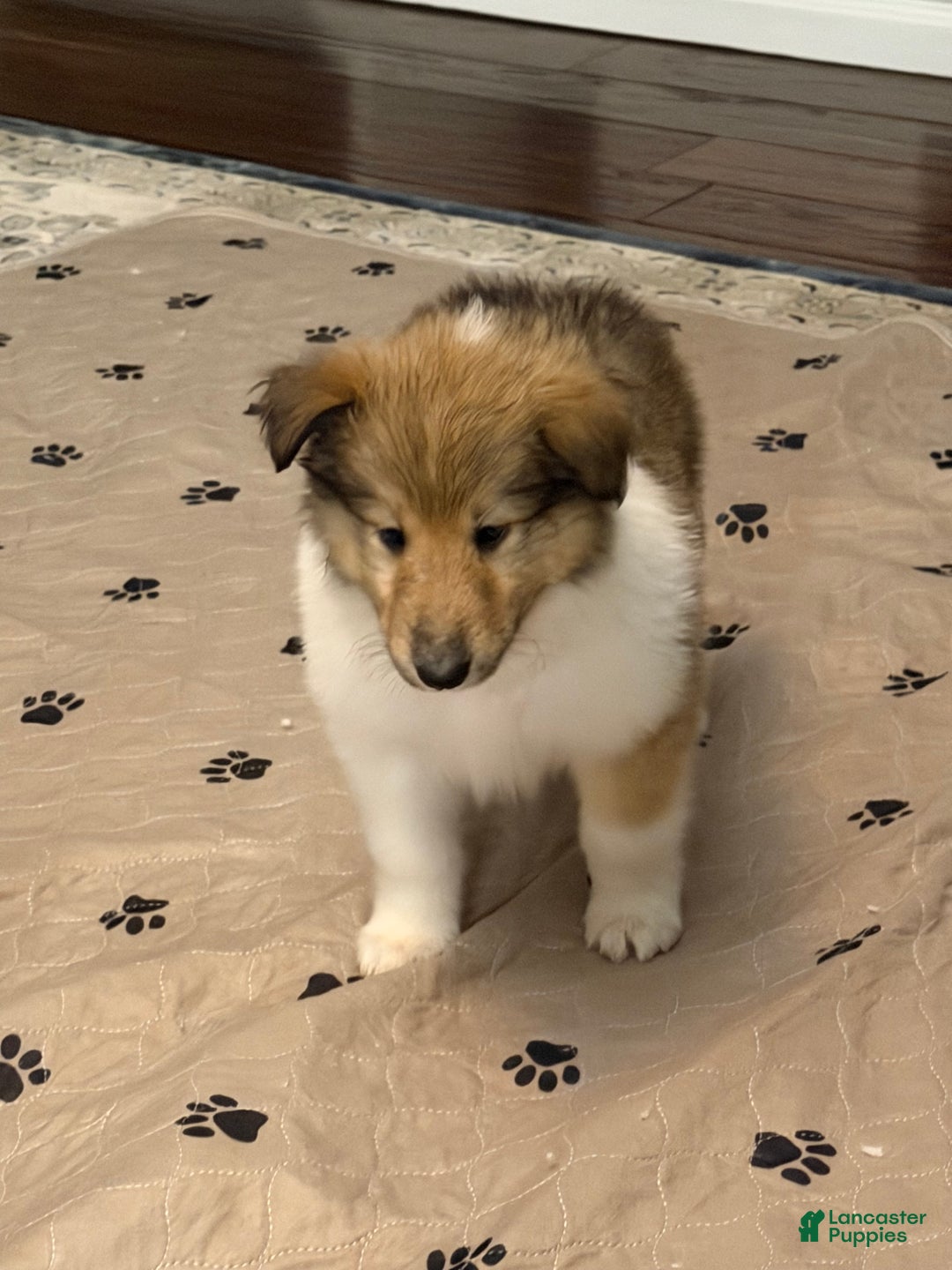 Collie dogs for sale: Collie Puppy 7 - Ad 19