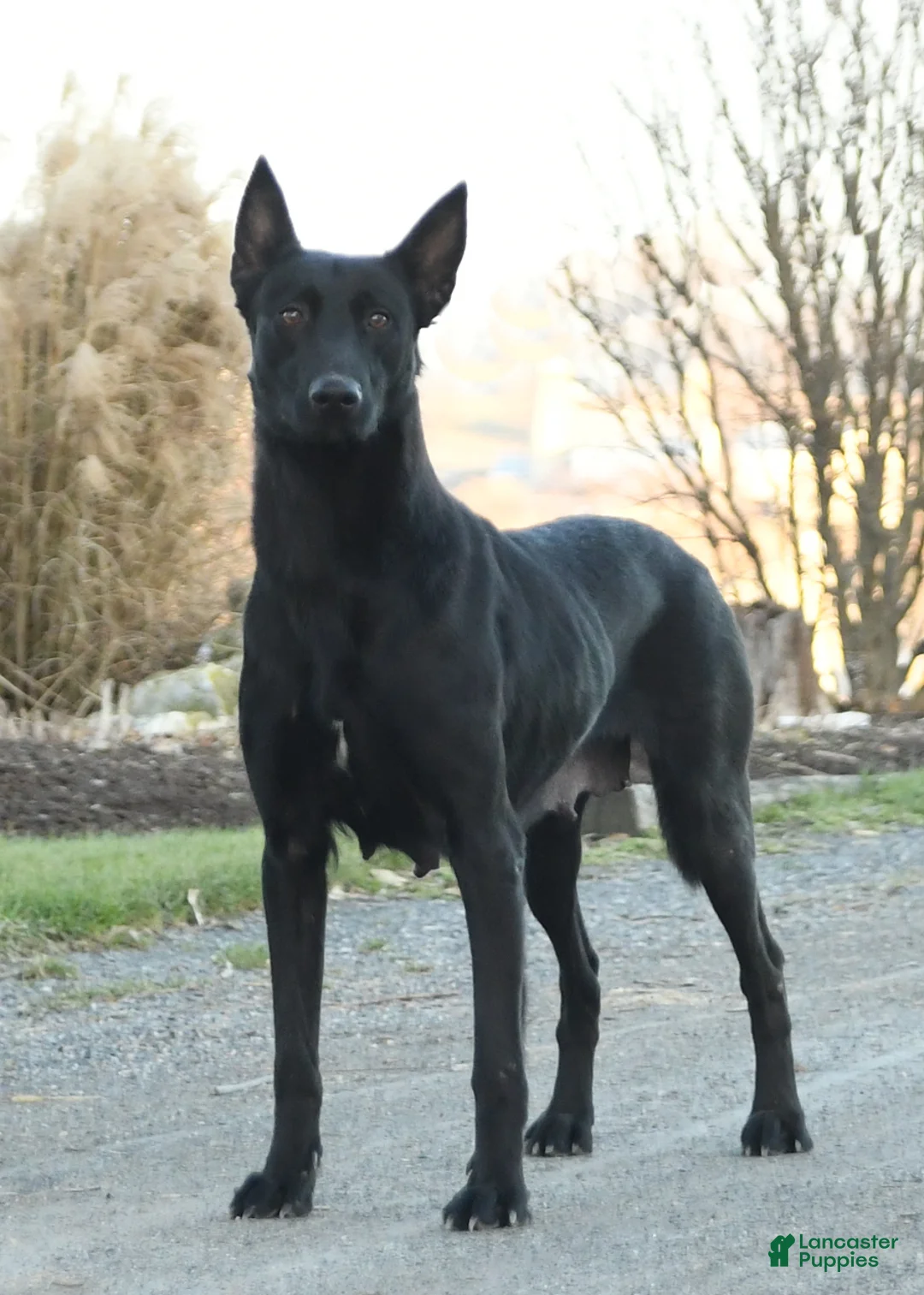 Belgian Malinois dogs for sale: Rebel - Ad 6