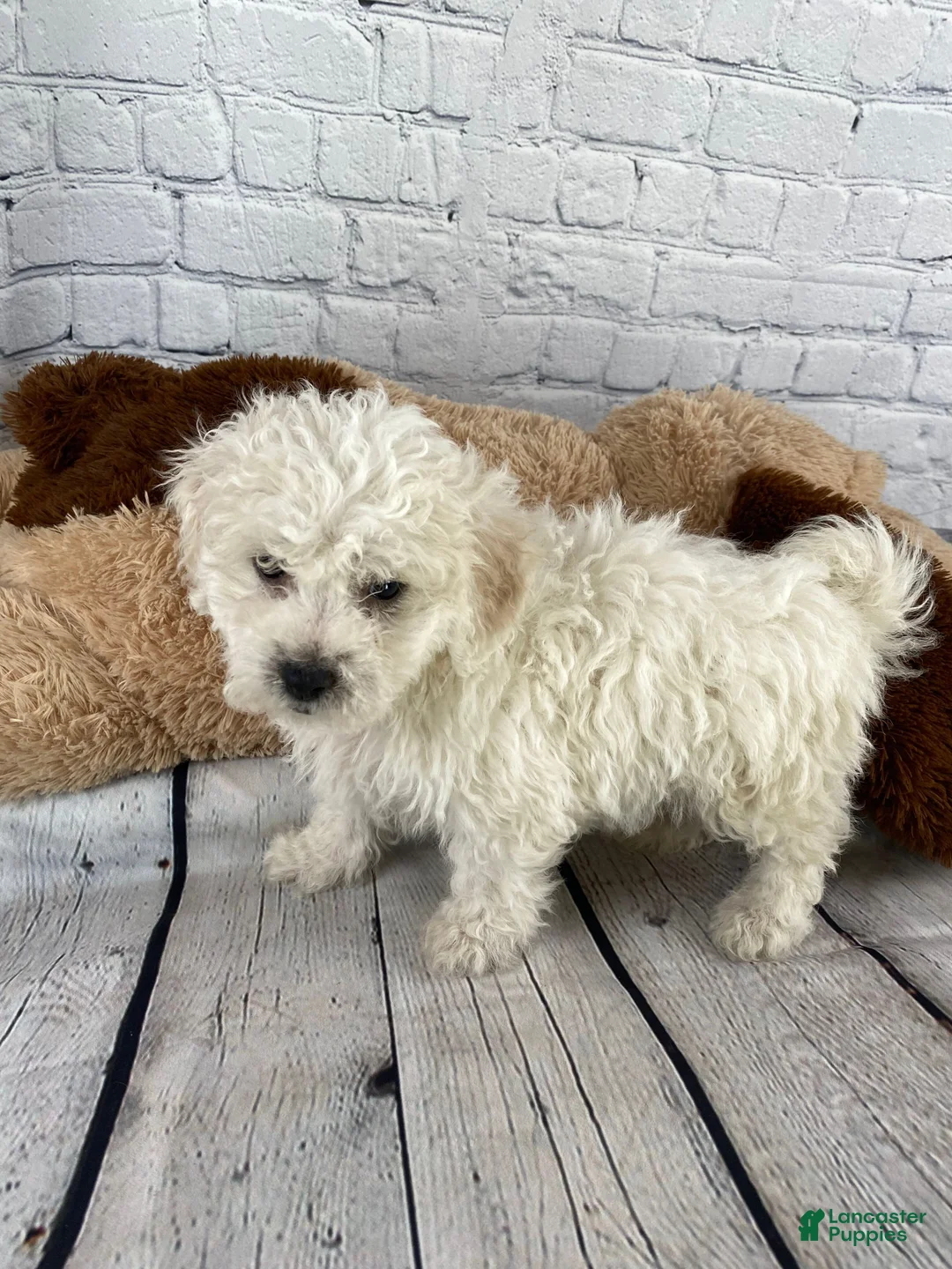 Bichon Frise dogs for sale: Tucker - Ad 6