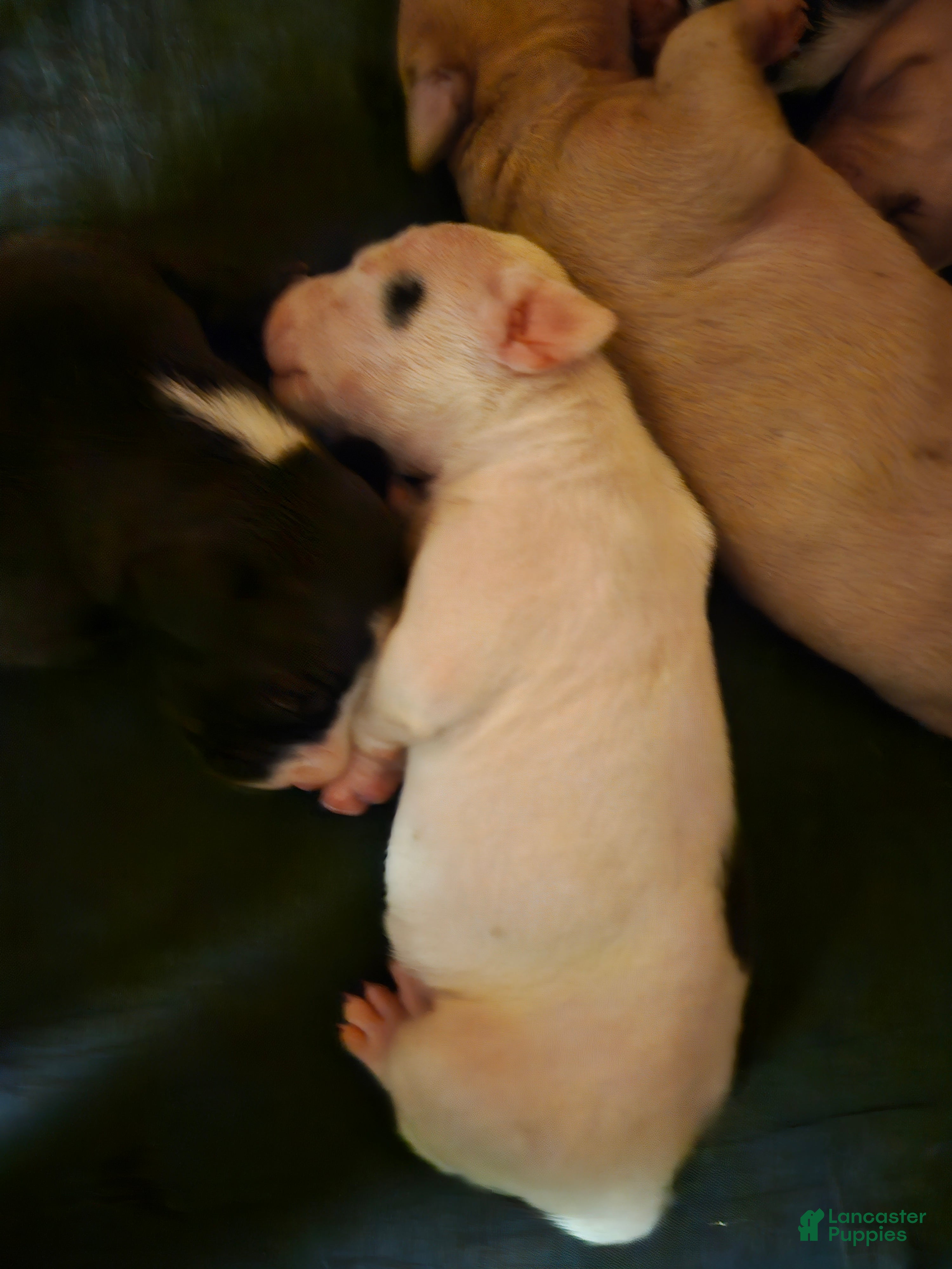 American Pit Bull Terrier dogs American Pit Bull Terrier 1 - Ad 34