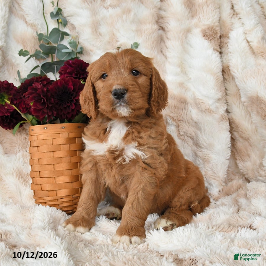 Goldendoodle dogs for sale: Hogan - Ad 1
