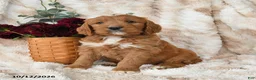 Goldendoodle dogs for sale: Hogan - Ad 1