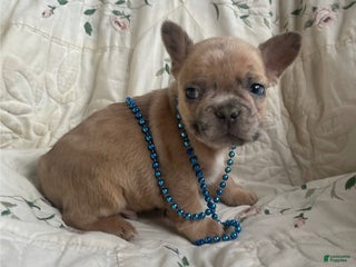 French Bulldog dogs Matthew - Ad 19
