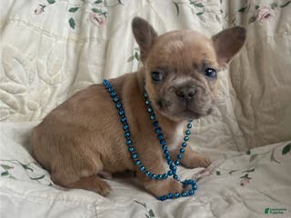 French Bulldog dogs Matthew - Ad 34