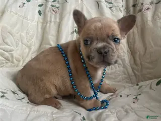 French Bulldog dogs Matthew - Ad 40