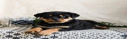 Rottweiler dogs for sale: Granger - Ad 2
