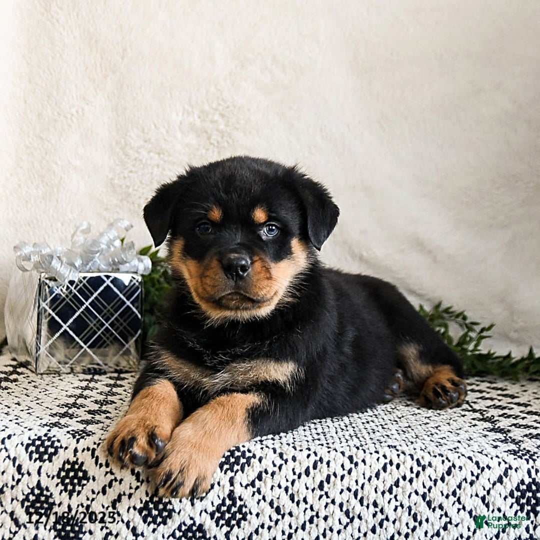 Rottweiler dogs for sale: Granger - Ad 2