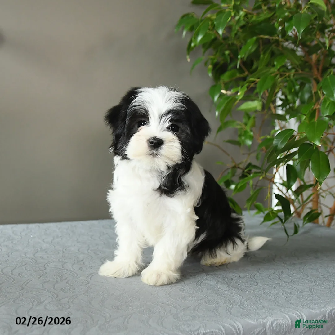 Mixed Breed dogs for sale: Stella - Ad 1