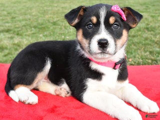 Mixed Breed dogs Molly - Ad 35