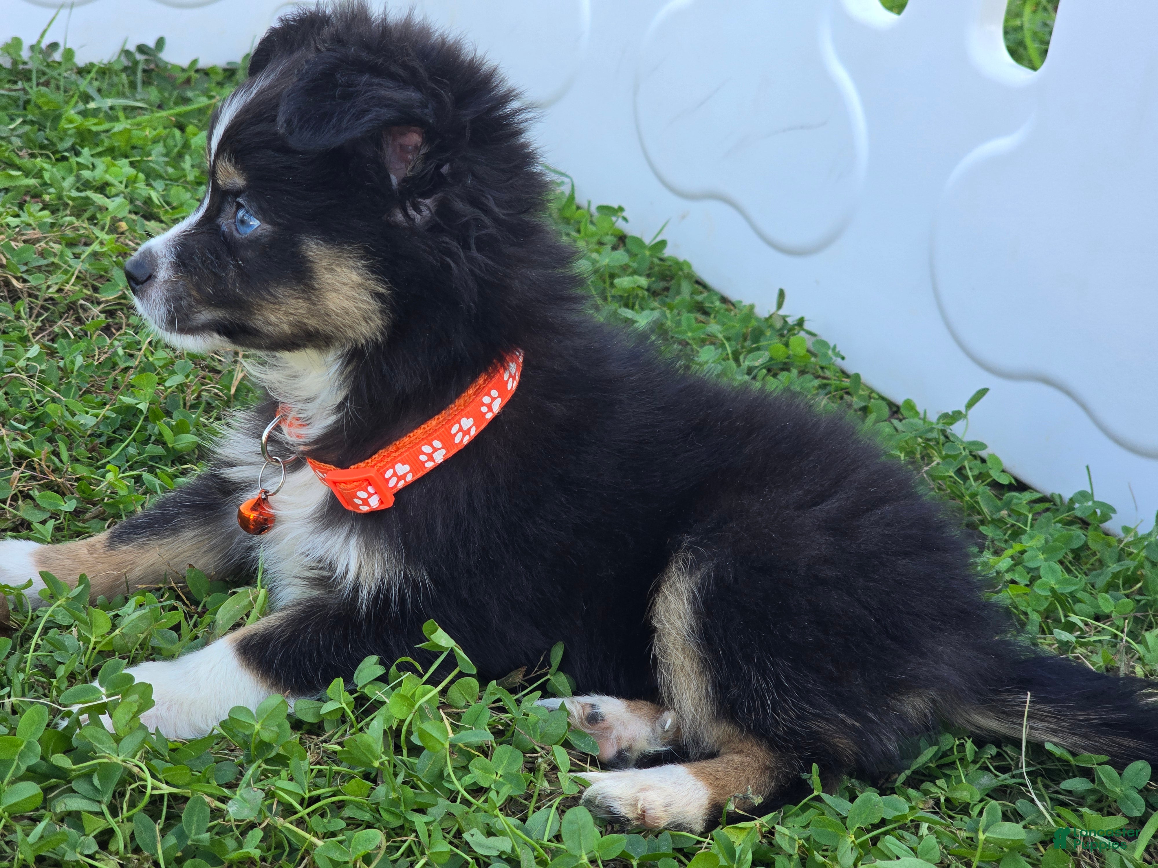Toy Australian Shepherd dogs Boy 1 - Ad 2