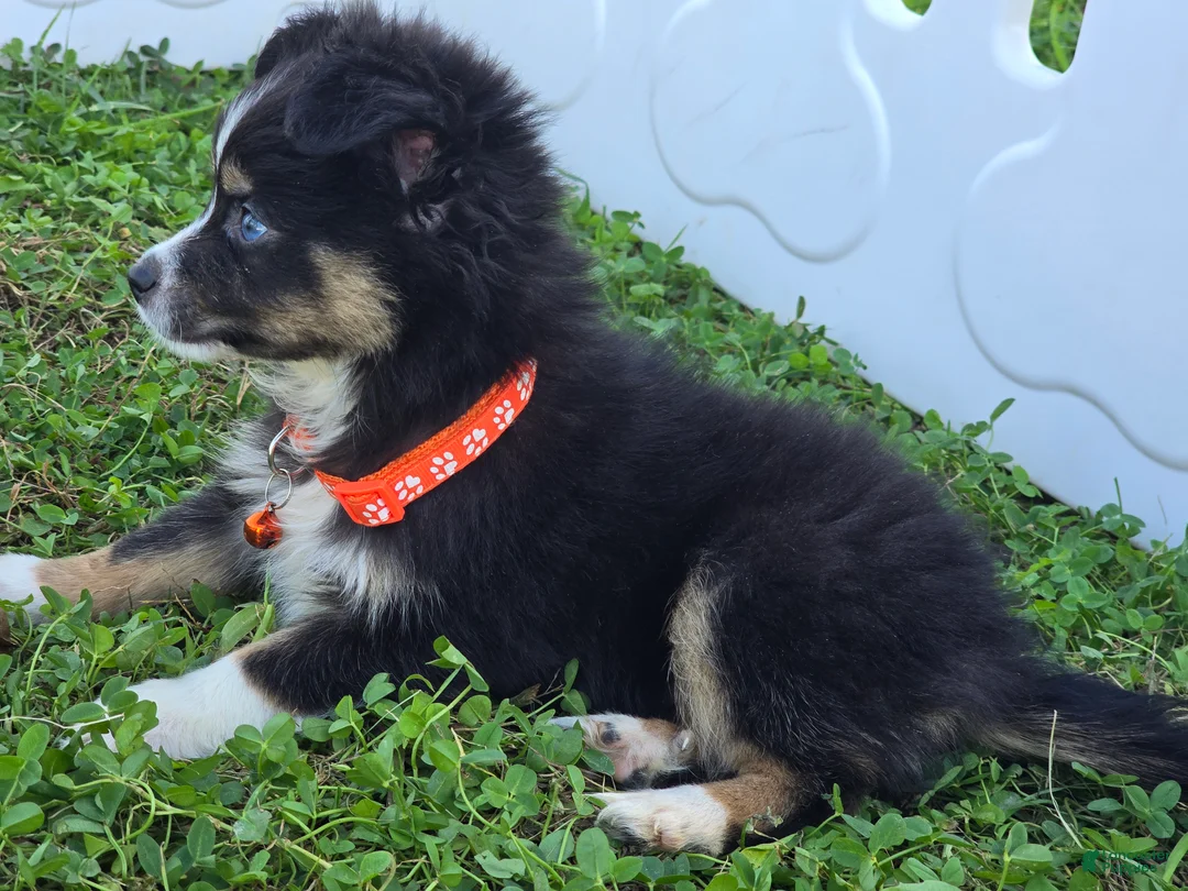 Toy Australian Shepherd dogs for sale: Boy 1 - Ad 2