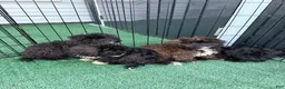 Shihpoo dogs for sale: Benny - Ad 6