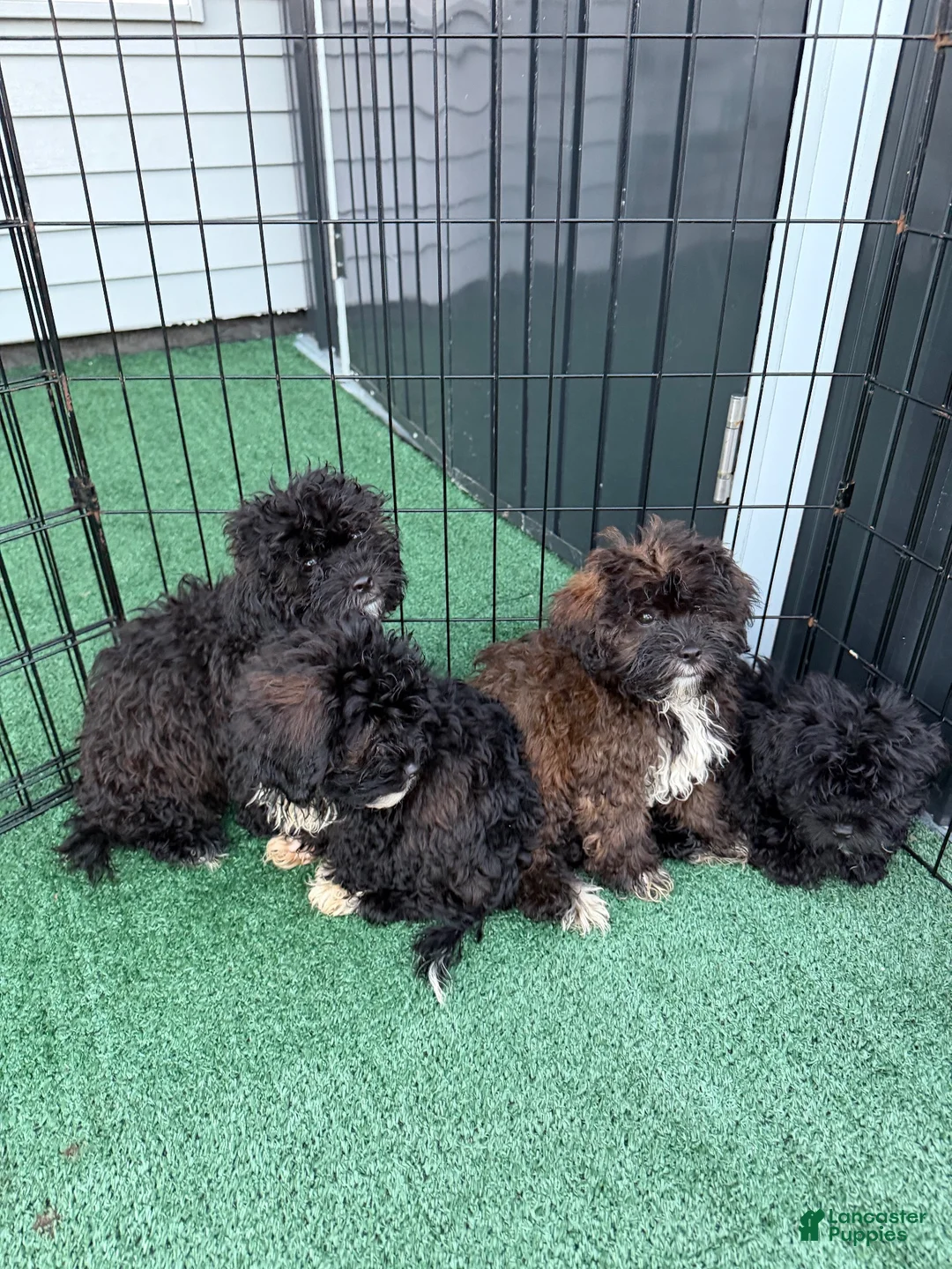 Shihpoo dogs for sale: Benny - Ad 6