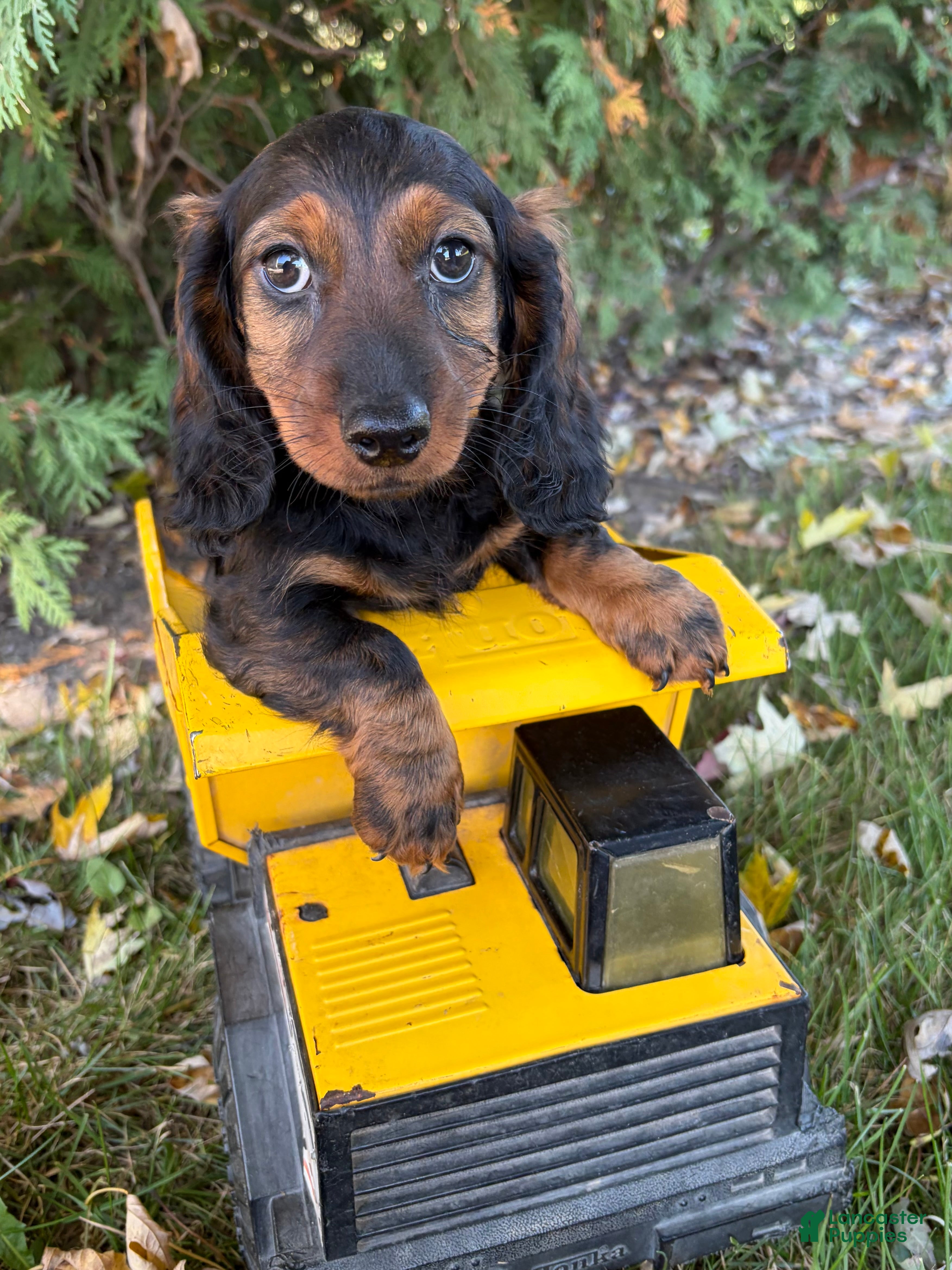 Miniature Dachshund dogs Dominic - Ad 1