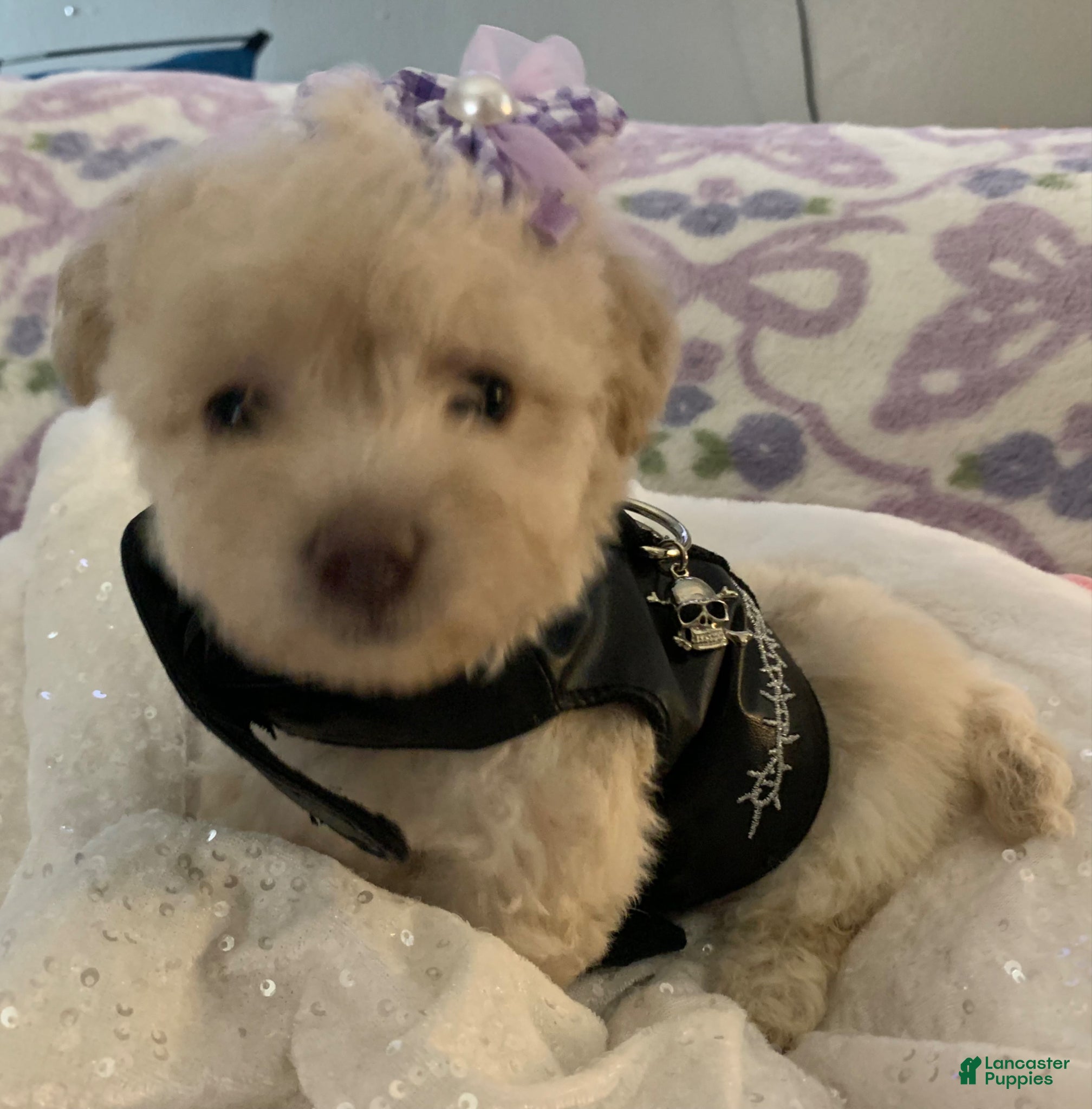 Maltipoo dogs Maltipoo Puppy 1 - Ad 15