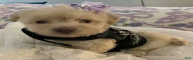 Maltipoo Puppy 1