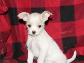 Mixed Breed dogs Flower - Ad 5