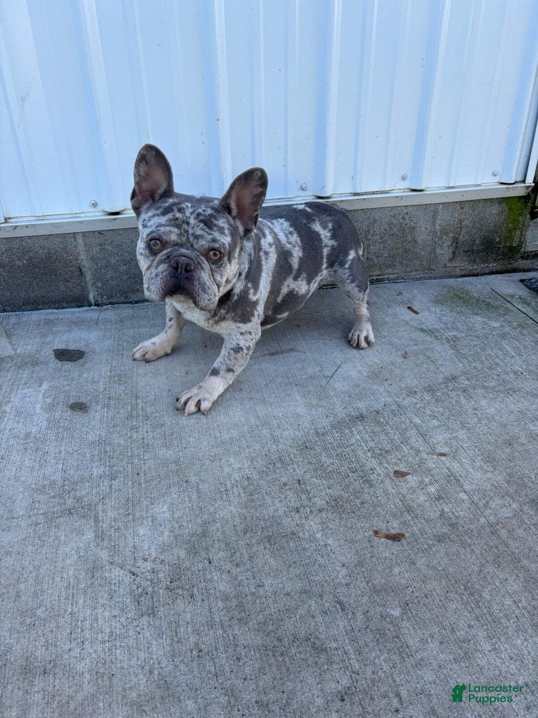Frenchton dogs for sale: Pebbles - Ad 22
