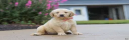Golden Retriever dogs for sale: Ellie - Ad 3