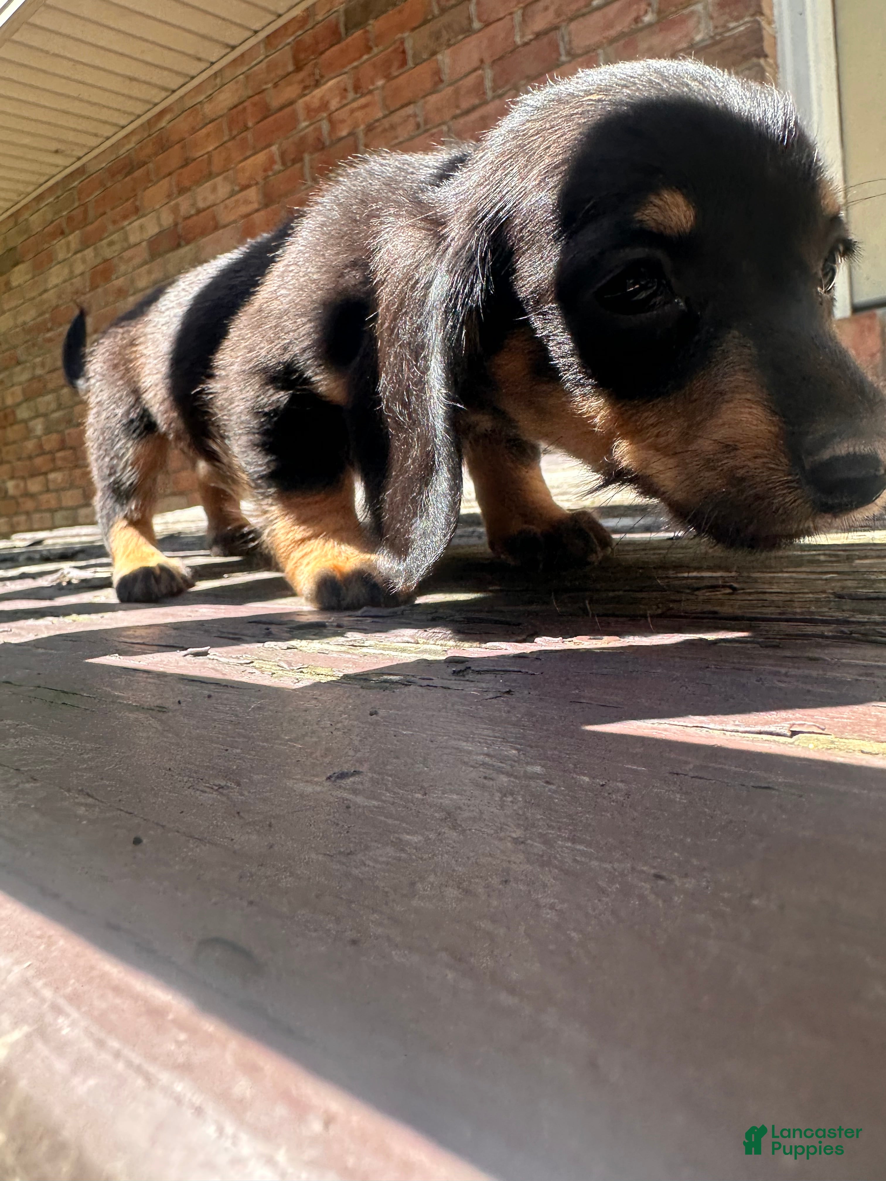 Dachshund dogs Female Three - Ad 2