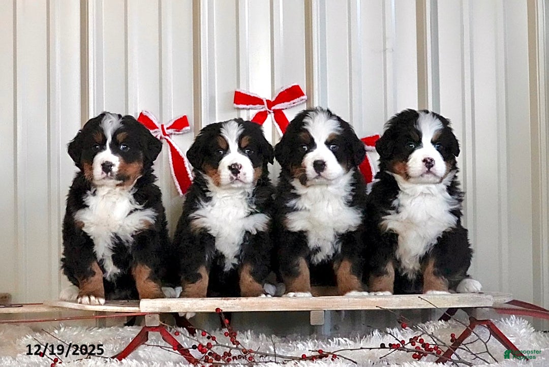Bernese Mountain Dog dogs for sale: Rhonda - Ad 6